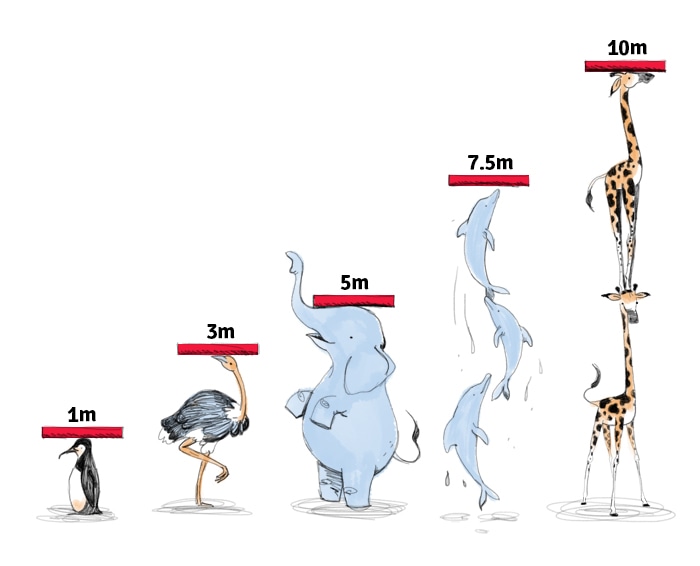 Heights of diving springboards and diving platforms