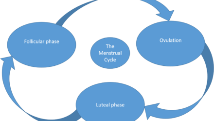 The 3 Stages of the Menstrual Cycle